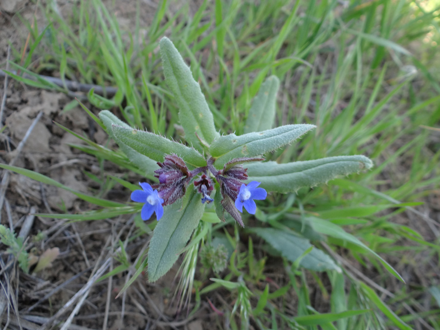 Image of Anchusa pusilla specimen.