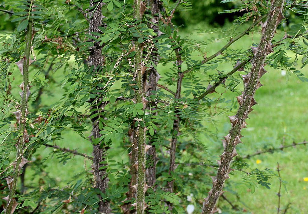 Image of Rosa omeiensis f. pteracantha specimen.