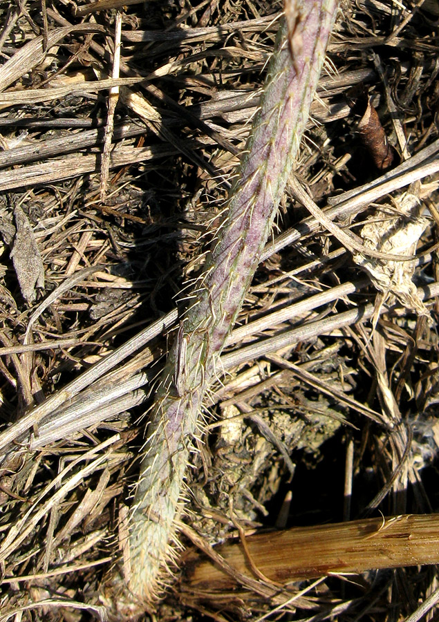 Image of Chondrilla juncea specimen.