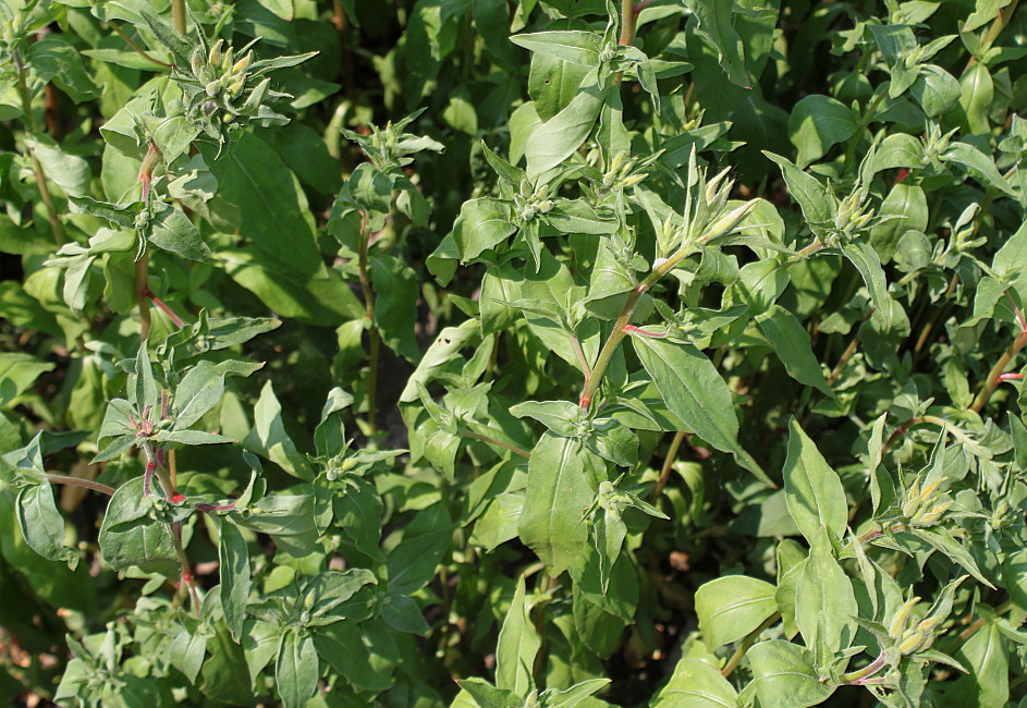 Image of Oenothera fruticosa specimen.