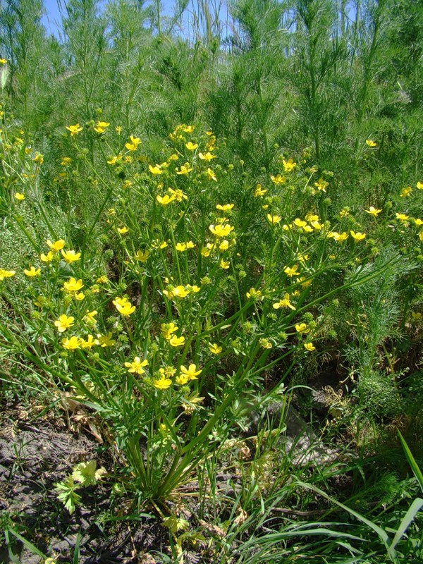 Image of Ranunculus sardous specimen.