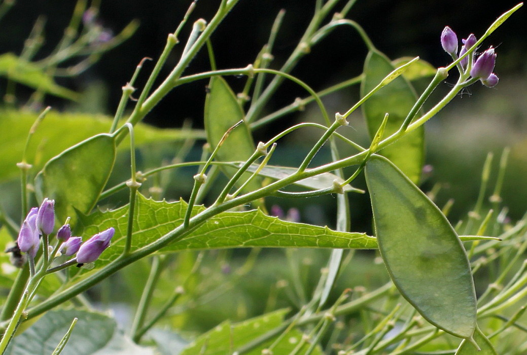 Изображение особи Lunaria rediviva.