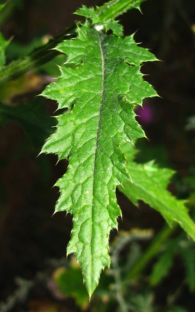 Image of Carduus crispus specimen.