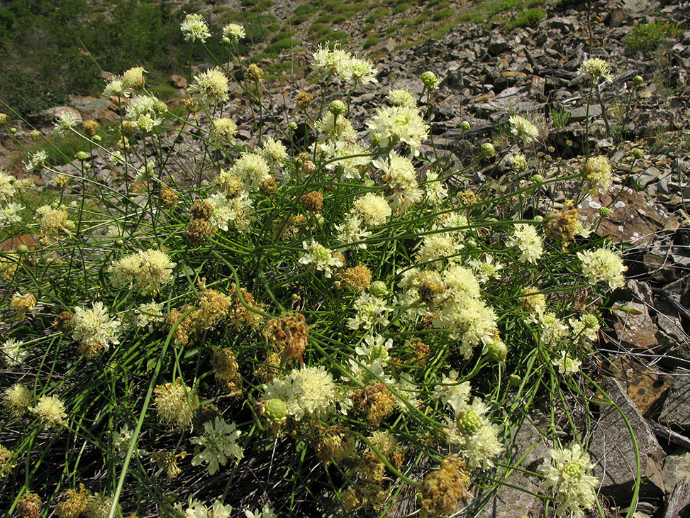 Image of Cephalaria coriacea specimen.