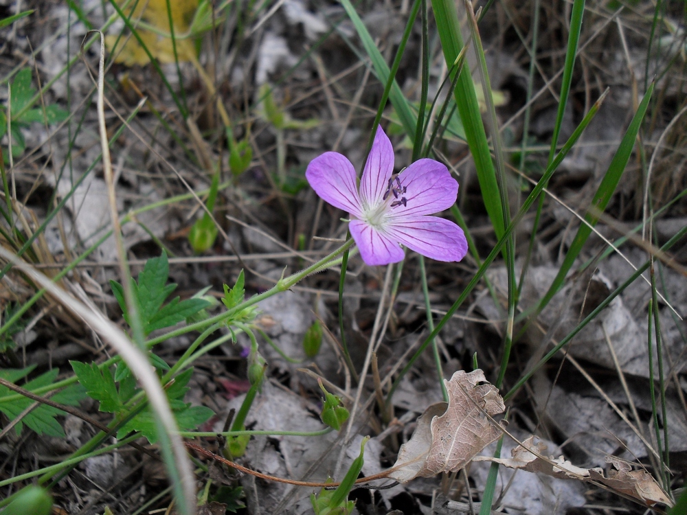 Изображение особи Geranium collinum.