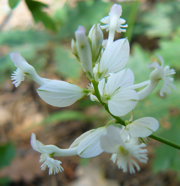 Image of Polygala major specimen.