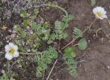 Callianthemum alatavicum. Цветущее растение. Казахстан, Заилийский Алатау, перевал Талгар, ≈ 3200 м н.у.м. 06.07.2013.