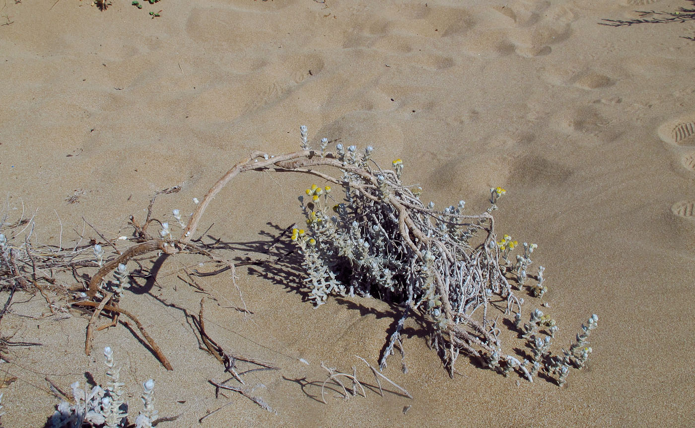 Image of Otanthus maritimus specimen.