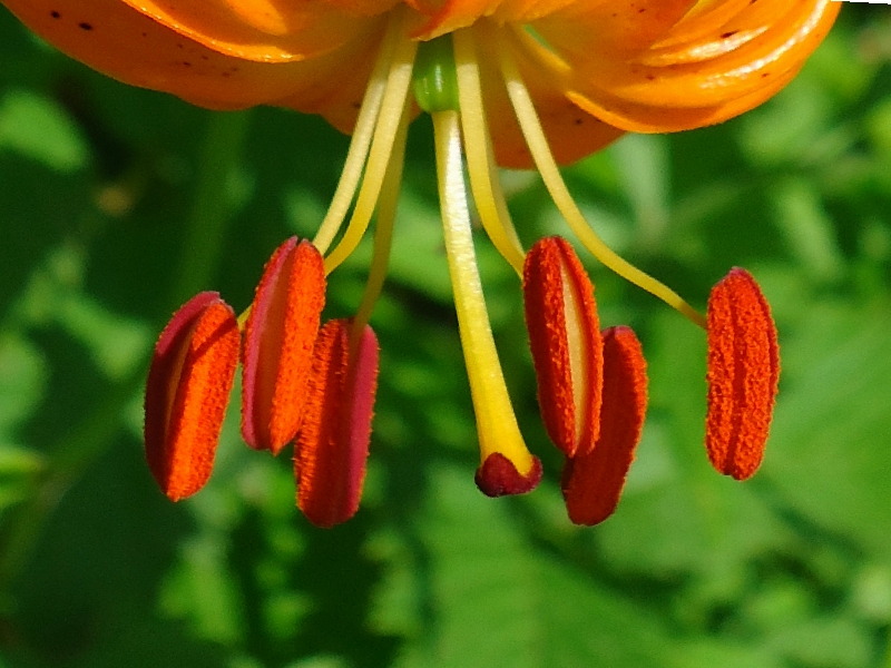 Изображение особи Lilium debile.