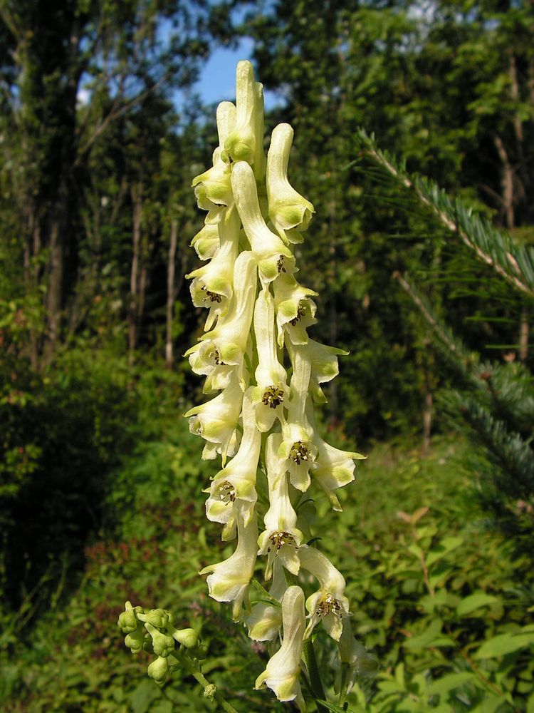 Изображение особи Aconitum kirinense.