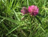 Trifolium alpestre. Верхушка цветущего растения. Белгородская обл., Губкинский р-н, запов. \"Белогорье\" \"Ямская степь\". 11 июня 2009 г.