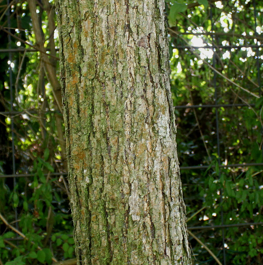 Image of Malus fusca specimen.