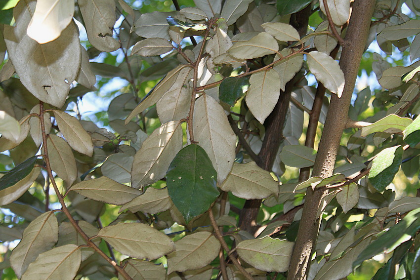 Image of Elaeagnus pungens specimen.