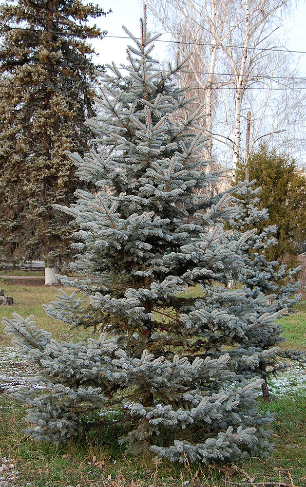 Image of Picea pungens f. glauca specimen.