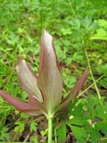 genus Lilium