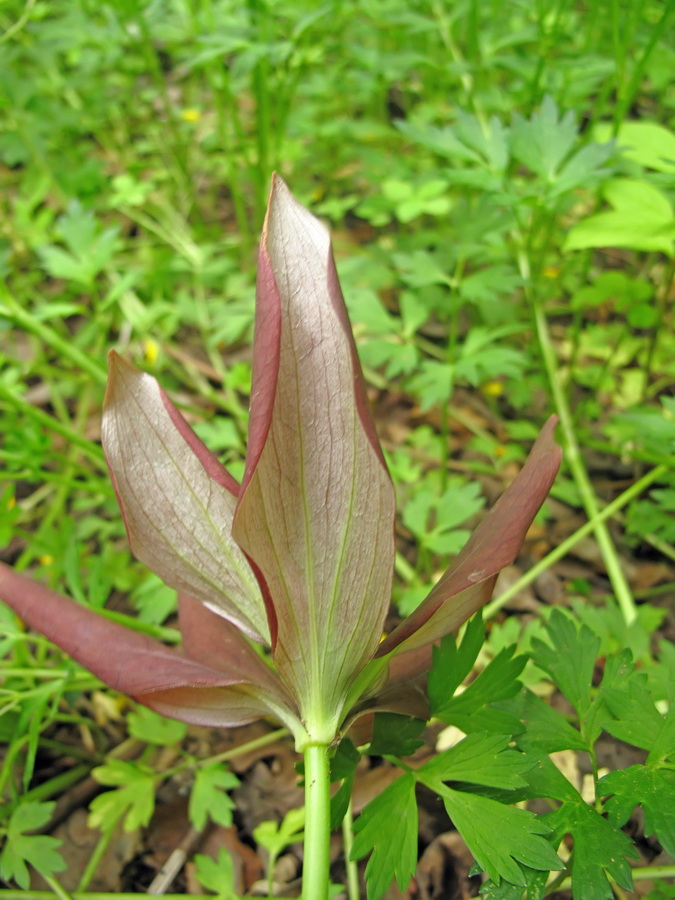 Image of genus Lilium specimen.