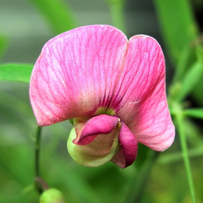 Image of Lathyrus sylvestris specimen.