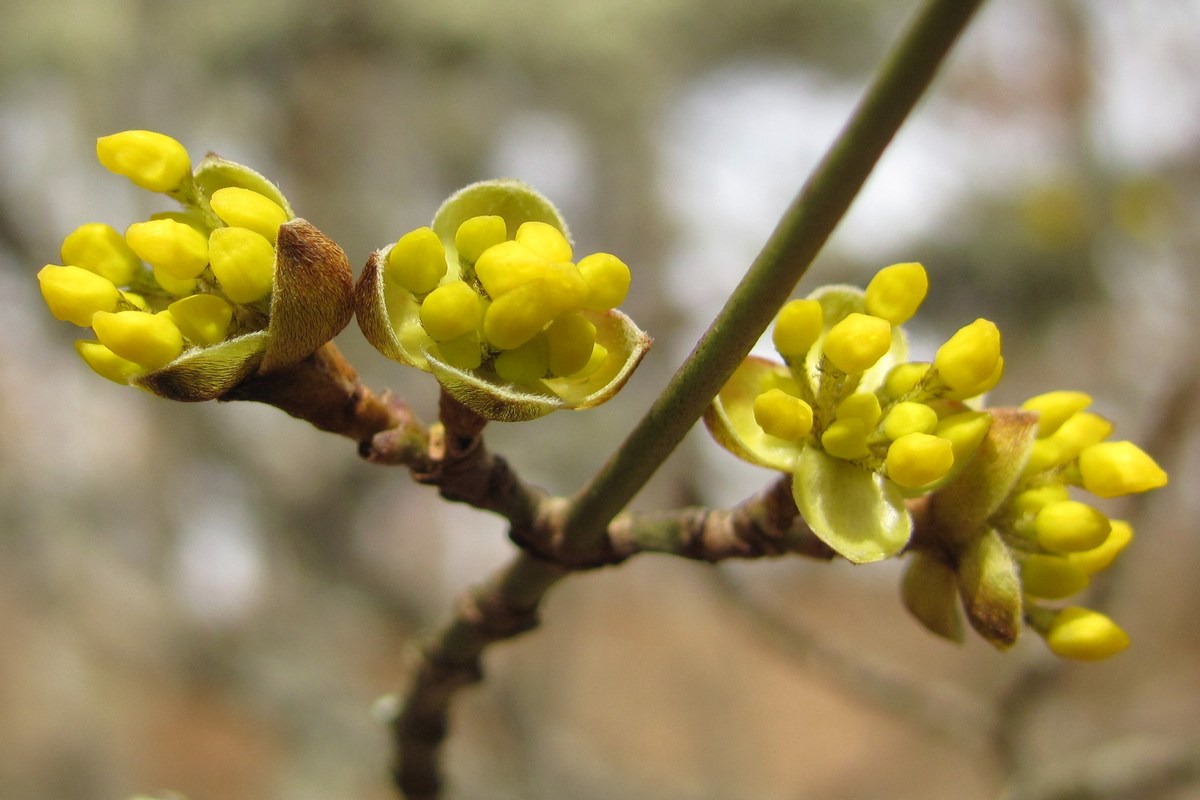 Image of Cornus mas specimen.