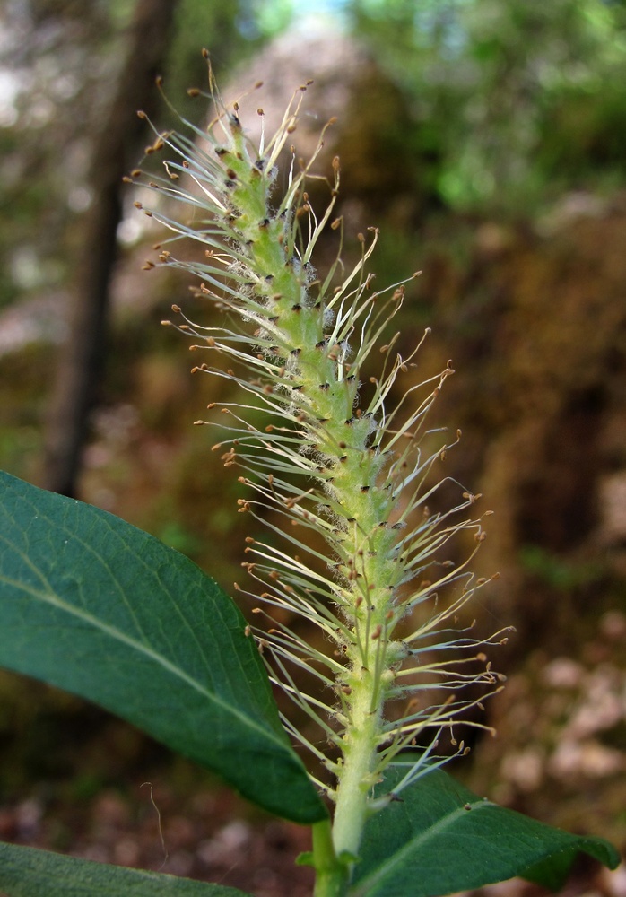 Image of Salix hastata specimen.