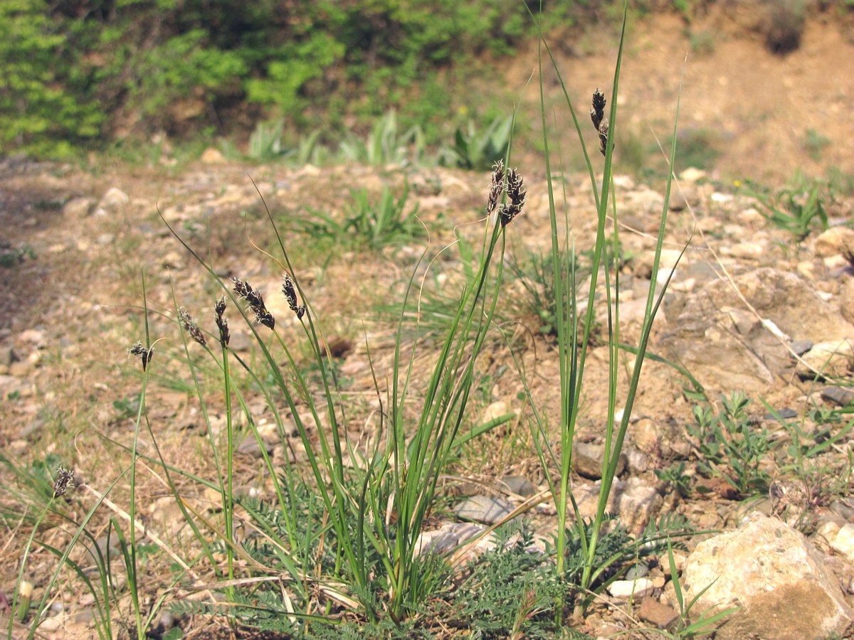 Изображение особи Carex divisa.