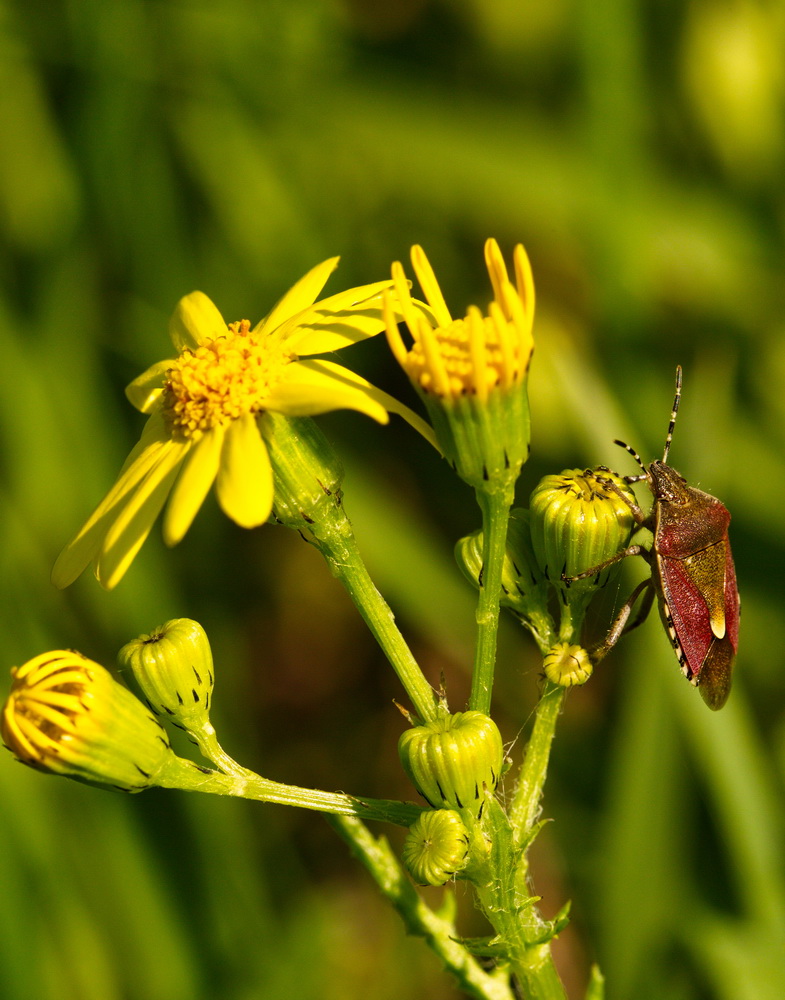 Image of Senecio vernalis specimen.