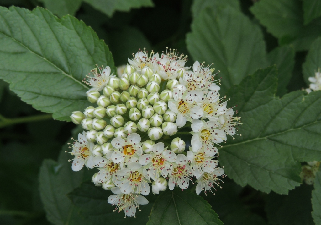 Image of Physocarpus opulifolius specimen.