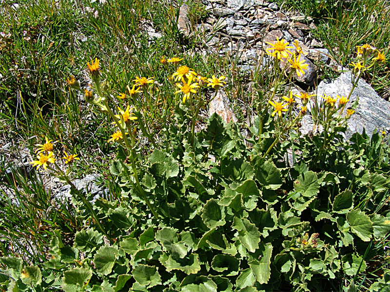 Image of Senecio taraxacifolius specimen.