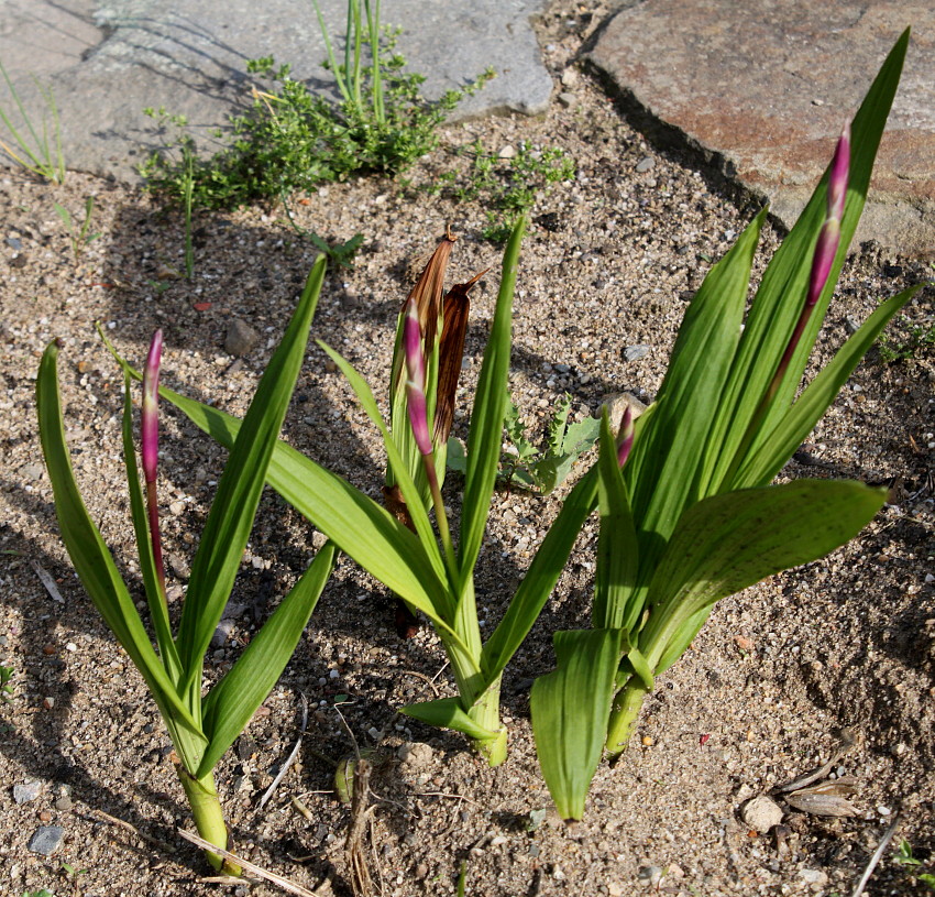 Image of Bletilla striata specimen.