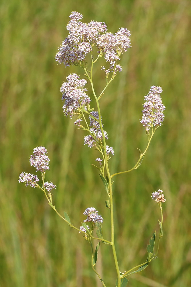 Image of Lepidium latifolium specimen.