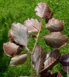 Fagus sylvatica. Верхняя часть веточки ('Purpurea Tricolor'); у листьев видна их нижняя сторона. Германия, г. Дюссельдорф, Ботанический сад университета. 02.06.2014.