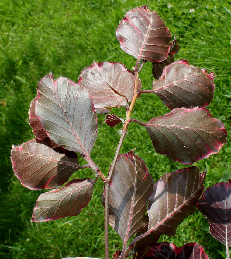 Image of Fagus sylvatica specimen.