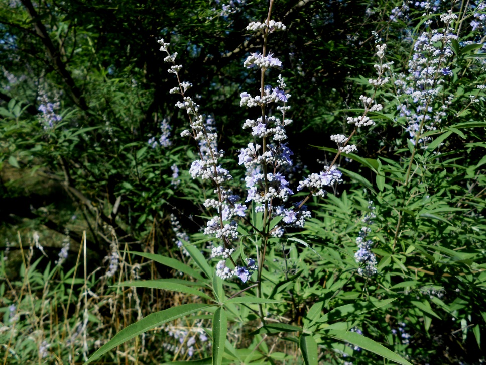 Image of Vitex agnus-castus specimen.