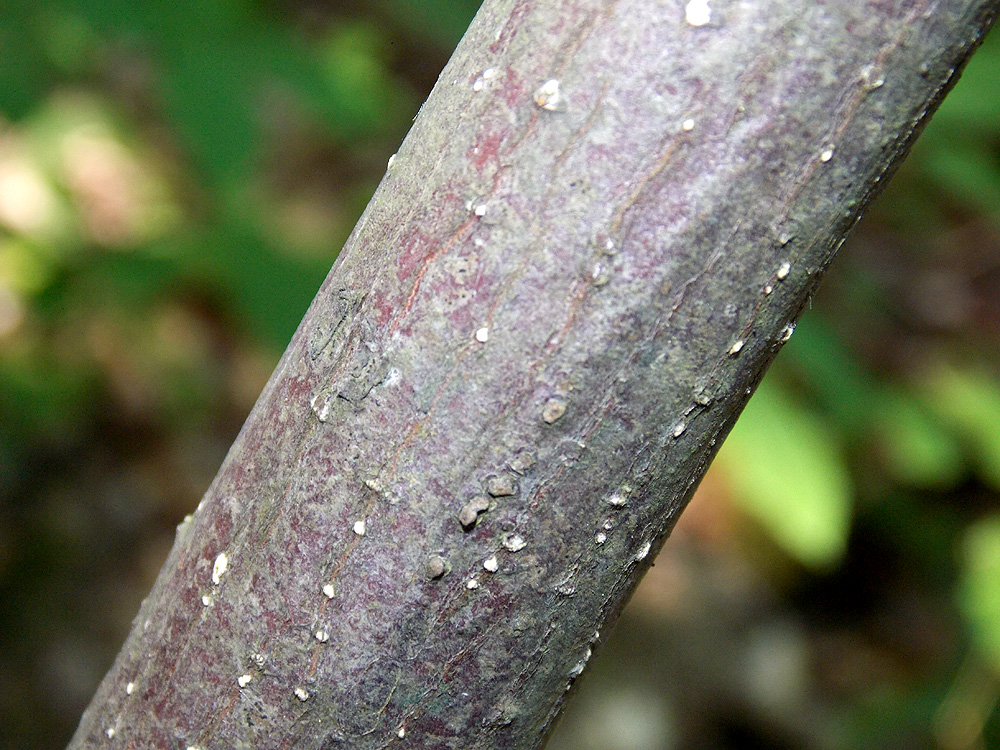 Image of Euonymus latifolius specimen.