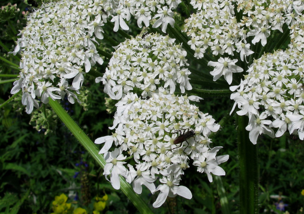 Изображение особи Heracleum dissectum.