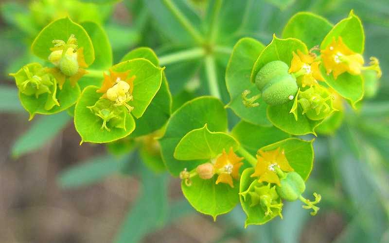 Изображение особи Euphorbia virgata.