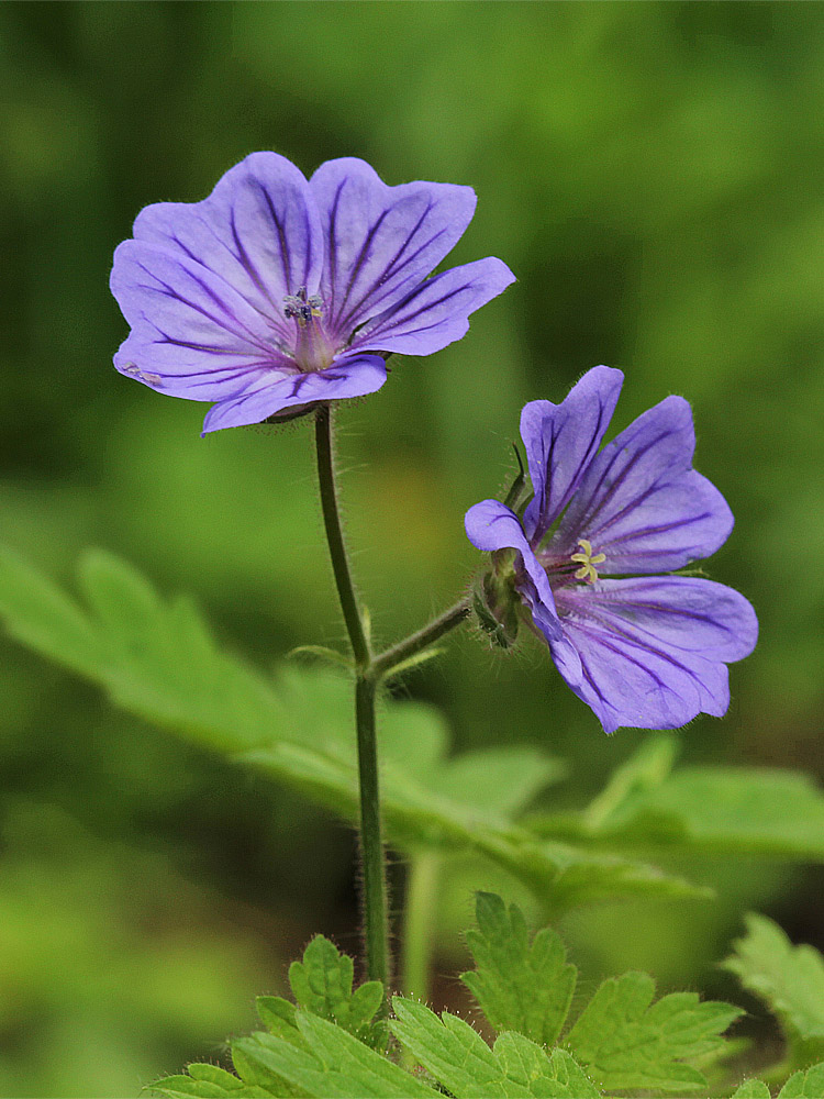 Изображение особи Geranium bohemicum.