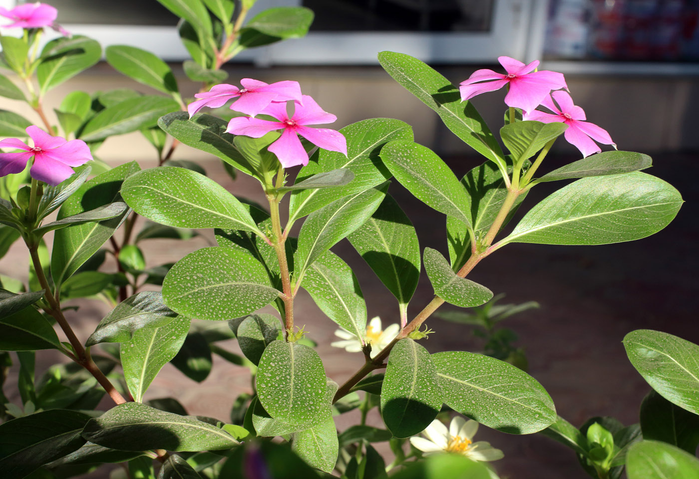 Image of Catharanthus roseus specimen.