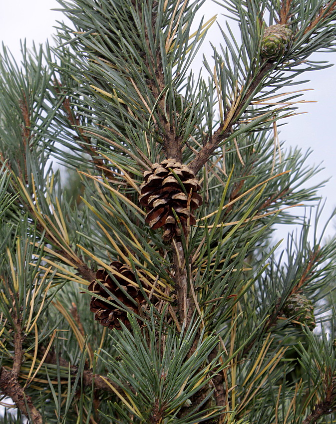 Изображение особи Pinus sylvestris.