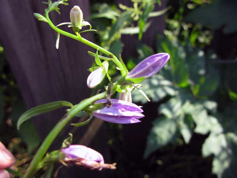 Image of Campanula rapunculoides specimen.