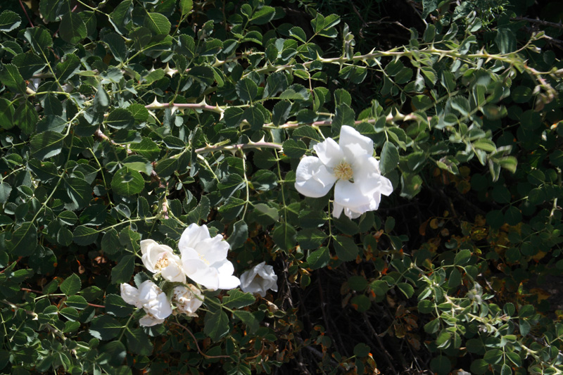 Image of Rosa fedtschenkoana specimen.