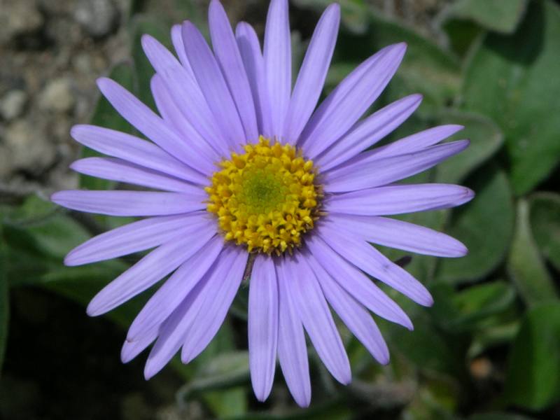 Изображение особи Aster alpinus.