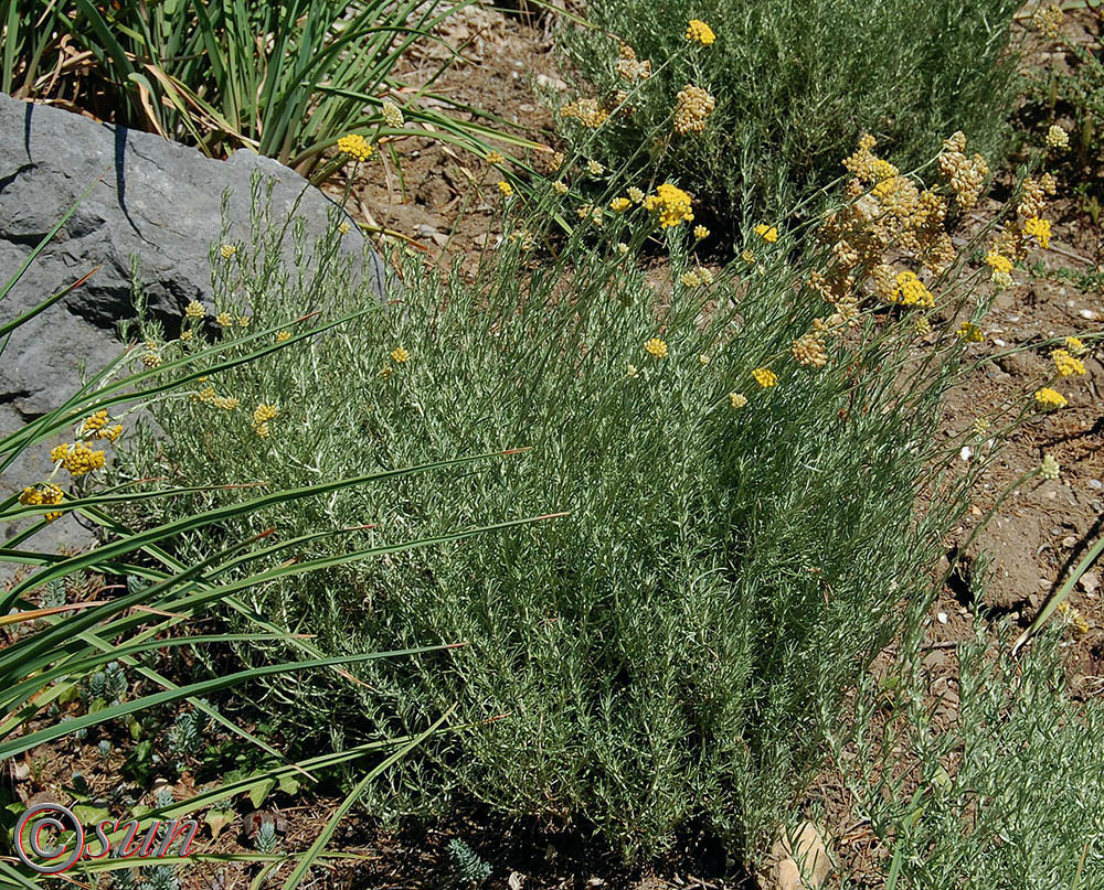 Изображение особи Helichrysum italicum.