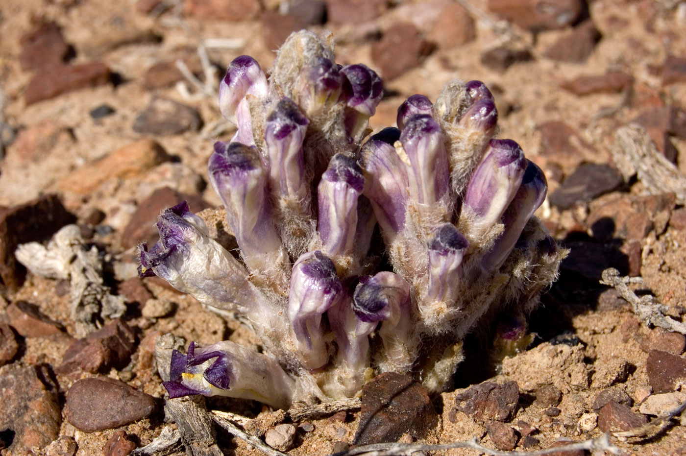 Image of Cistanche salsa specimen.