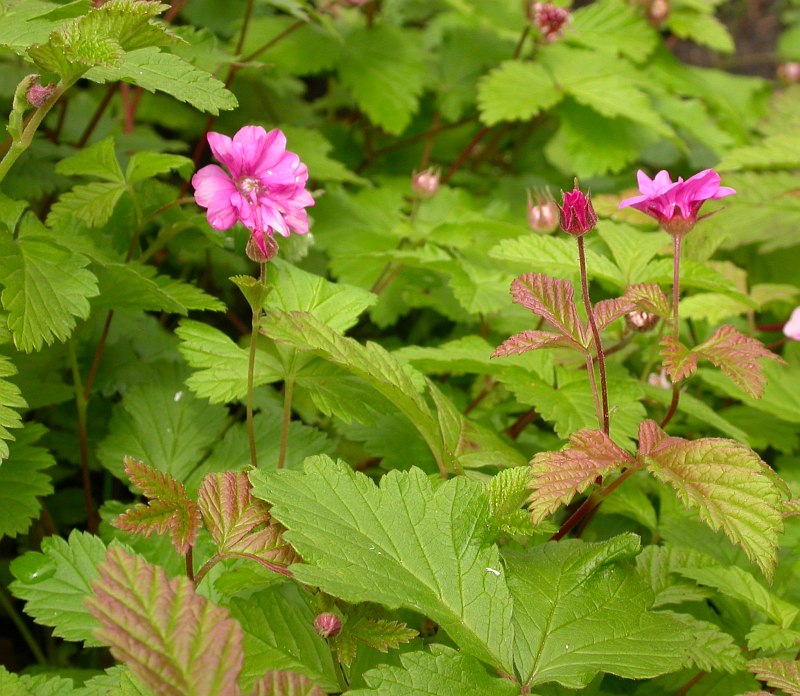 Image of Rubus arcticus specimen.