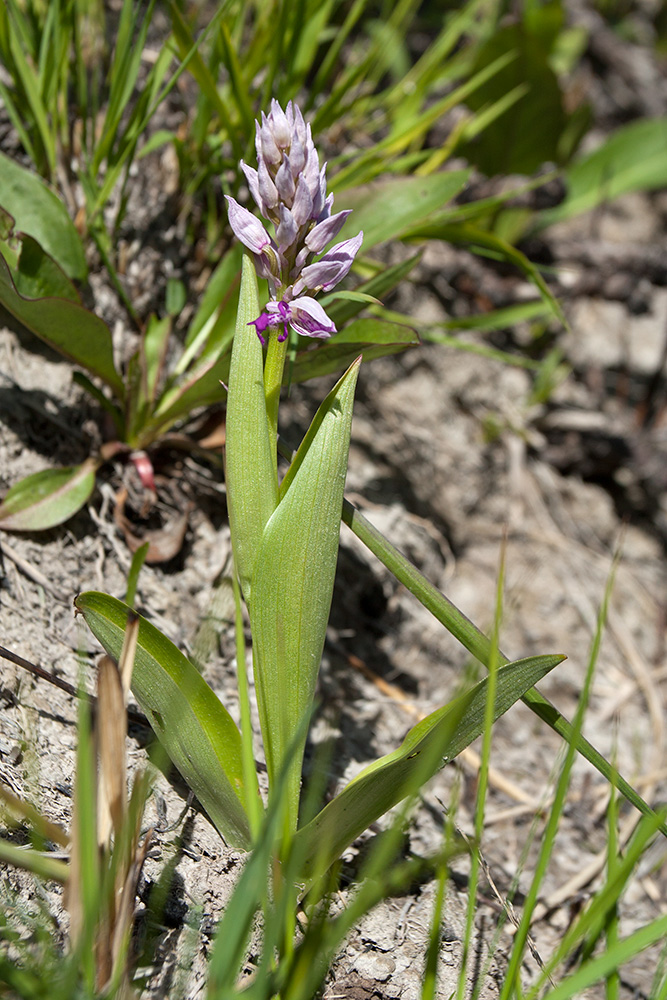 Image of Orchis militaris specimen.