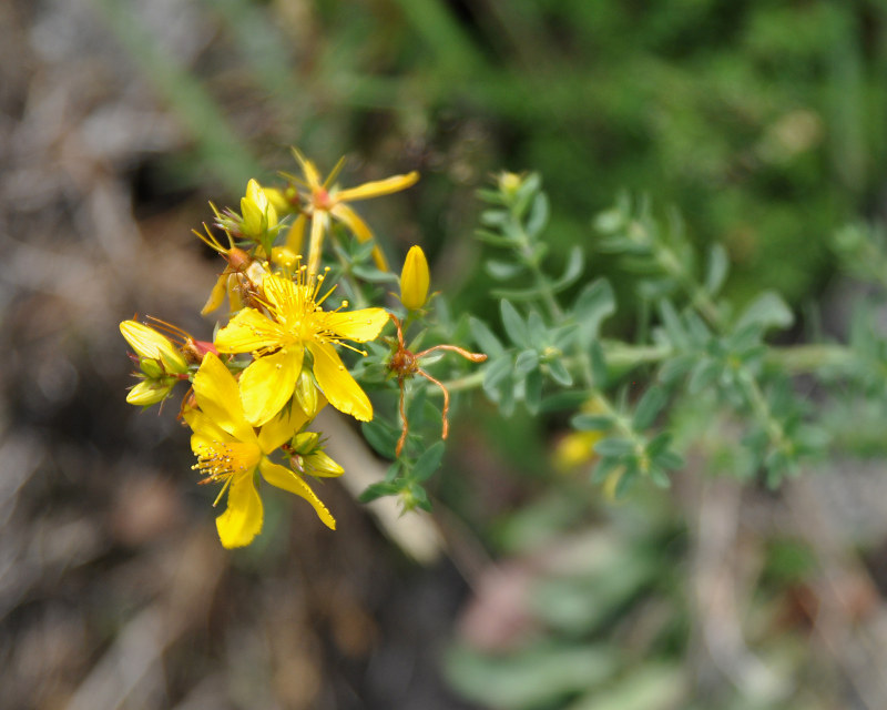 Image of Hypericum perforatum specimen.