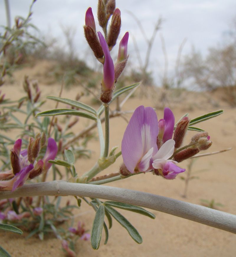 Image of Astragalus brachypus specimen.