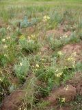 Sisymbrium altissimum