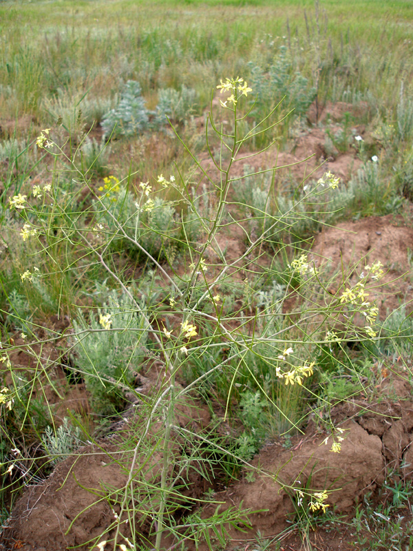 Image of Sisymbrium altissimum specimen.