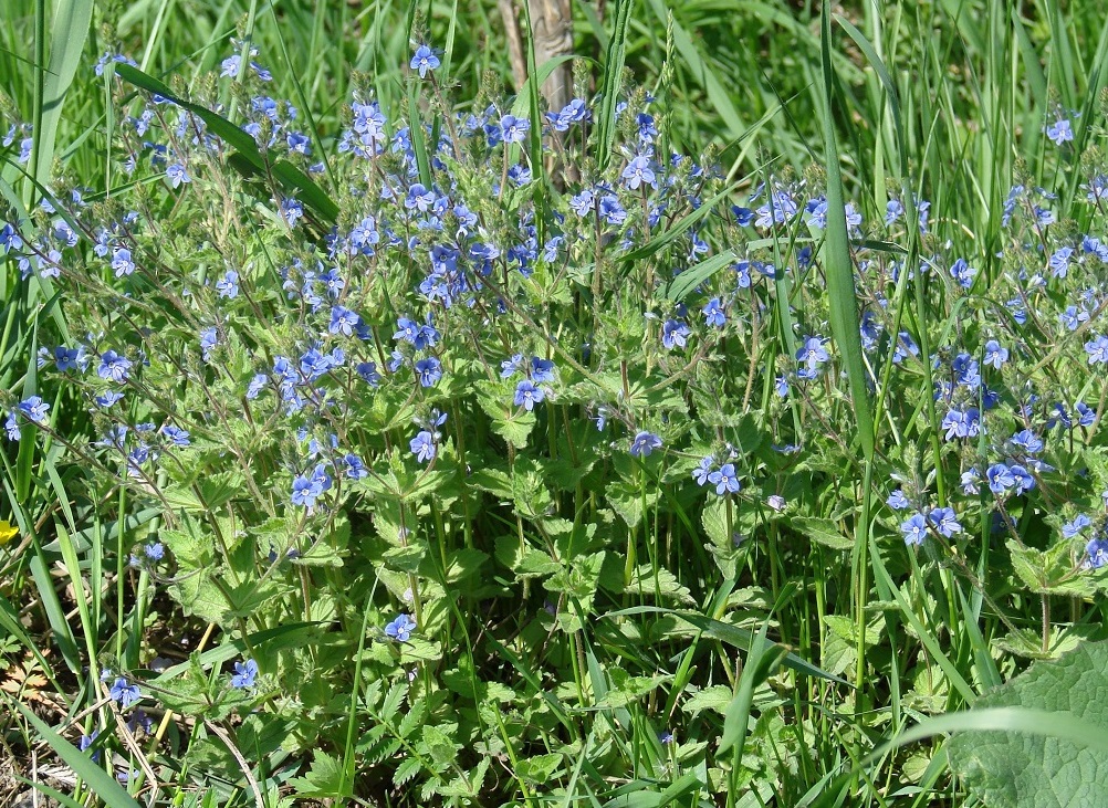 Image of Veronica chamaedrys specimen.